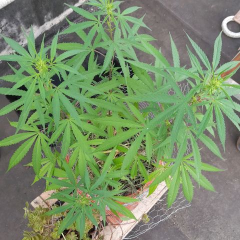 plantinha growlog timeline photo