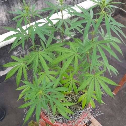 plantinha growlog timeline photo