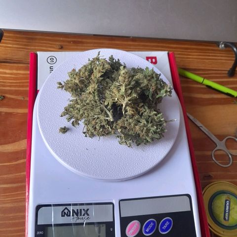 bolha growlog timeline photo