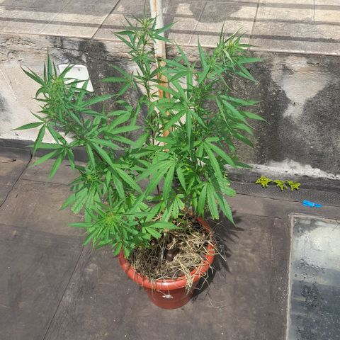 plantinha growlog timeline photo