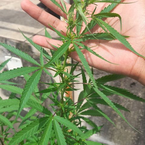 plantinha growlog timeline photo