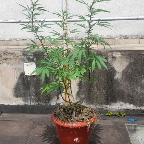 plantinha growlog timeline photo