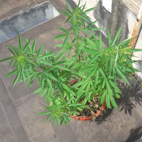 plantinha growlog timeline photo