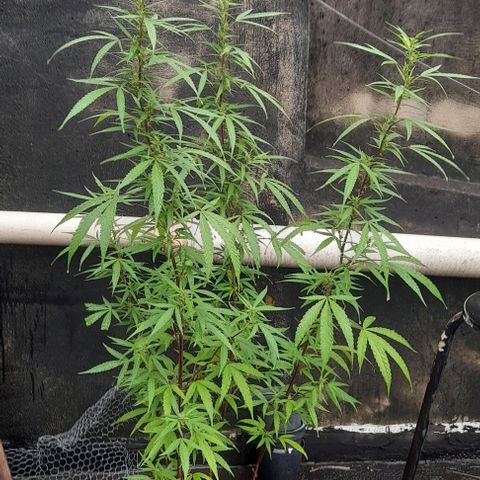 plantinha growlog timeline photo