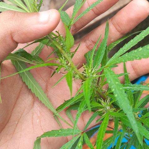 plantinha growlog timeline photo