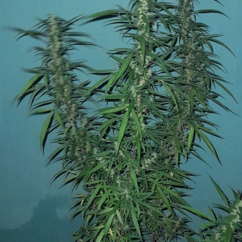 plantinha growlog timeline photo