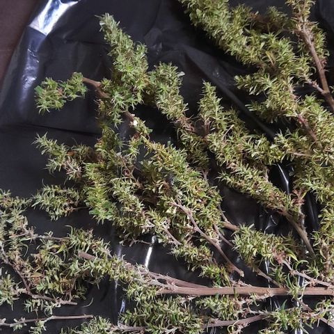 plantinha growlog photo: fim de um ciclo imenso. muitos problemas com pragas e budrot