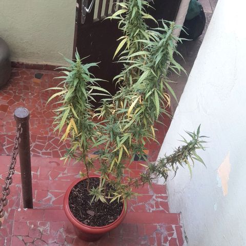 plantinha growlog photo: fim de um ciclo imenso. muitos problemas com pragas e budrot