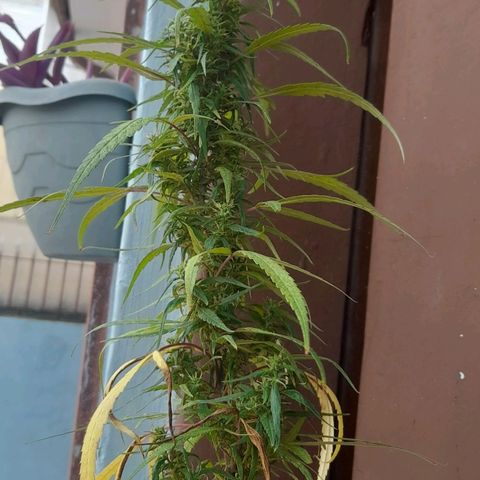 plantinha growlog photo: fim de um ciclo imenso. muitos problemas com pragas e budrot