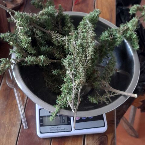 plantinha growlog photo: fim de um ciclo imenso. muitos problemas com pragas e budrot