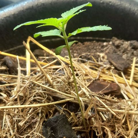 kaya growlog photo: tudo certo. hj reguei ao redor dela, cerca de 500ml