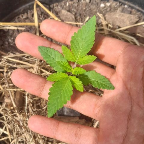 kaya growlog photo: tomando um solzinho 