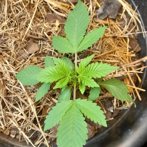 kaya growlog timeline photo