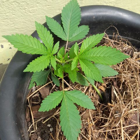 kaya growlog timeline photo