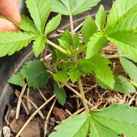 kaya growlog timeline photo