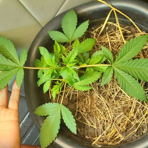 kaya growlog timeline photo