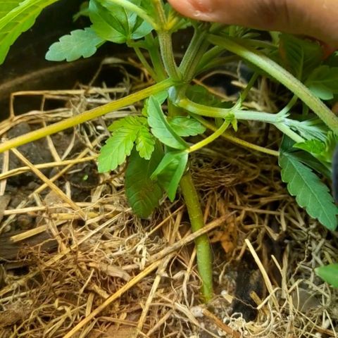 kaya growlog timeline photo