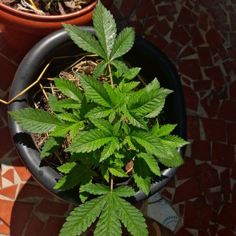 kaya growlog timeline photo
