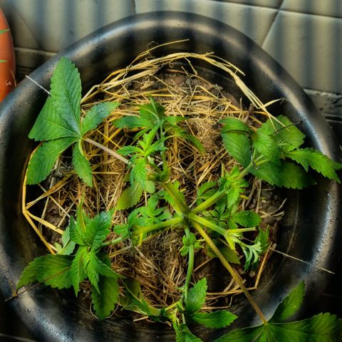 kaya growlog timeline photo