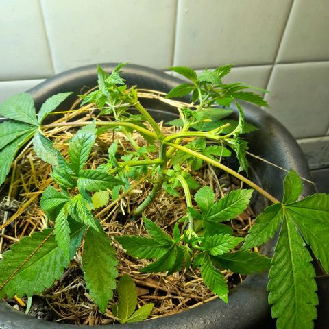 kaya growlog timeline photo