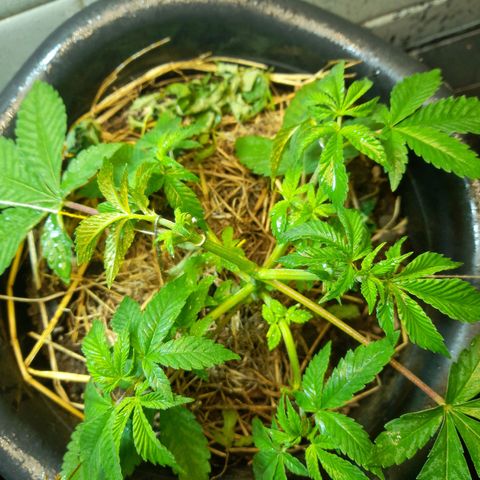 kaya growlog timeline photo