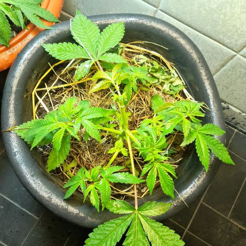 kaya growlog timeline photo