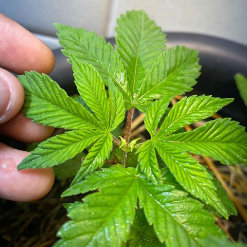 kaya growlog photo: esses ramos secundários ai eu num sei nao, mt pequenos pro meu gosto. mas to segurando a ansiedade e deixando ela quieta. sepa é pq podei recentemente ner