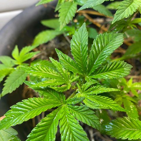 kaya growlog photo: esses ramos secundários ai eu num sei nao, mt pequenos pro meu gosto. mas to segurando a ansiedade e deixando ela quieta. sepa é pq podei recentemente ner