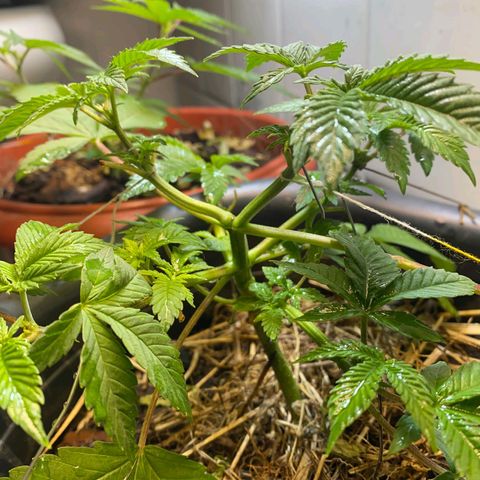 kaya growlog photo: esses ramos secundários ai eu num sei nao, mt pequenos pro meu gosto. mas to segurando a ansiedade e deixando ela quieta. sepa é pq podei recentemente ner