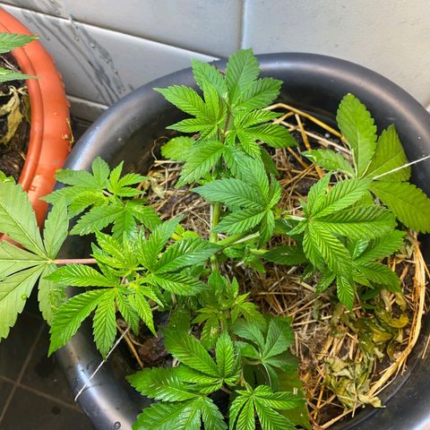 kaya growlog photo: esses ramos secundários ai eu num sei nao, mt pequenos pro meu gosto. mas to segurando a ansiedade e deixando ela quieta. sepa é pq podei recentemente ner
