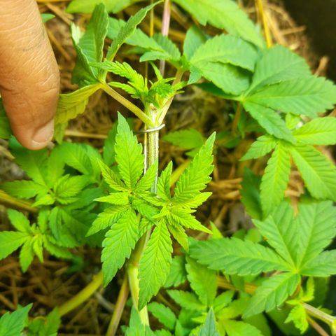kaya growlog photo: as fun leaves começaram a amarelar então fiz manutenção do solo. to achando que ela vai entrar na pré-flora