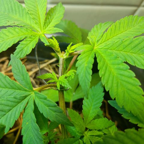 kaya growlog photo: as fun leaves começaram a amarelar então fiz manutenção do solo. to achando que ela vai entrar na pré-flora
