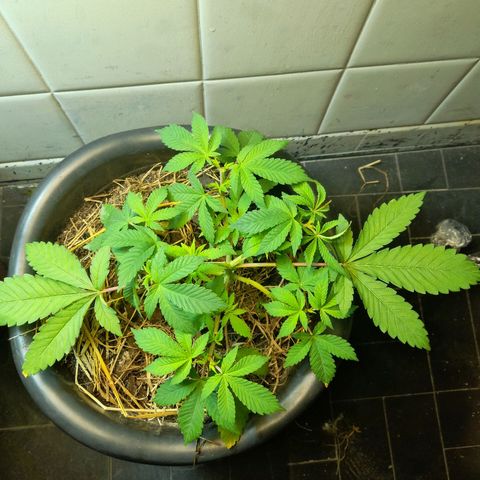 kaya growlog photo: as fun leaves começaram a amarelar então fiz manutenção do solo. to achando que ela vai entrar na pré-flora