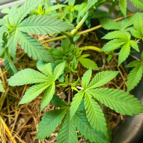 kaya growlog photo: as fun leaves começaram a amarelar então fiz manutenção do solo. to achando que ela vai entrar na pré-flora