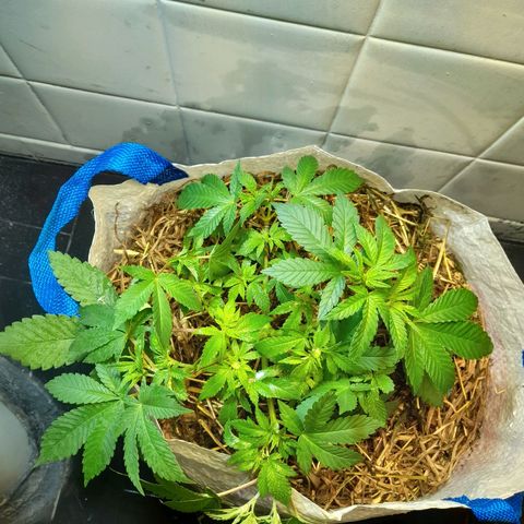 kaya growlog photo: transplante + reposição de cobertura de solo com folhas secas e serragem (tentativa de controlar os gnats)