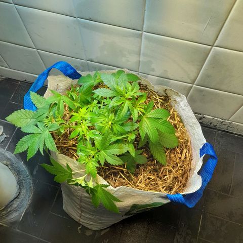 kaya growlog photo: transplante + reposição de cobertura de solo com folhas secas e serragem (tentativa de controlar os gnats)