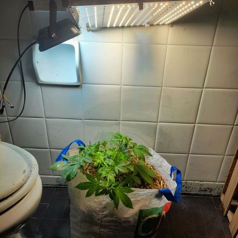 kaya growlog photo: transplante + reposição de cobertura de solo com folhas secas e serragem (tentativa de controlar os gnats)