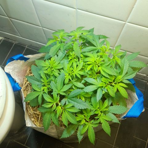 kaya growlog timeline photo