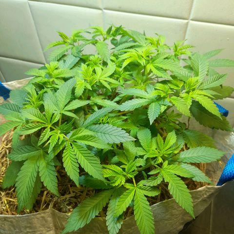 kaya growlog timeline photo