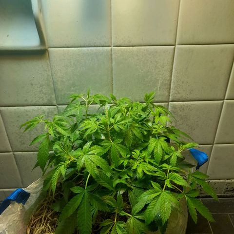 kaya growlog timeline photo