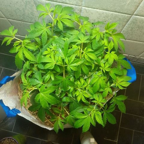 kaya growlog timeline photo