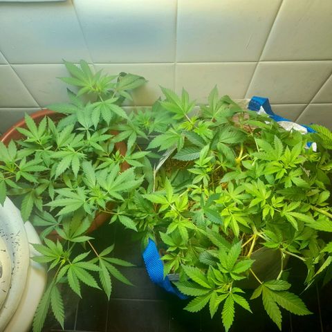 kaya growlog timeline photo