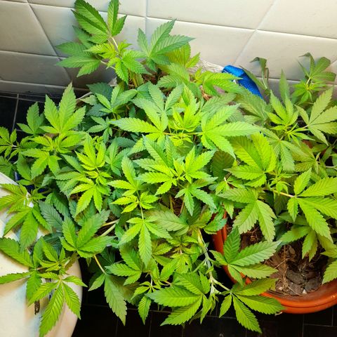 kaya growlog timeline photo