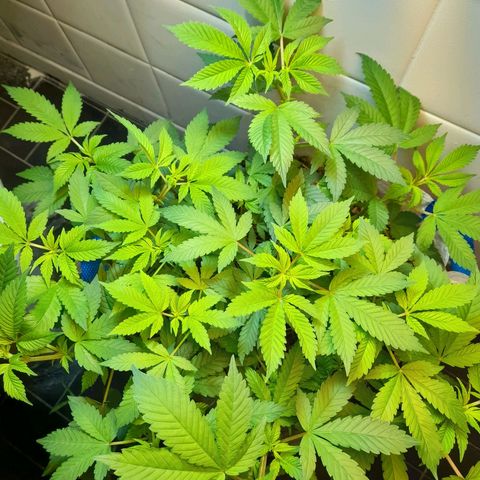 kaya growlog photo: sai os pistilos nunca veyr