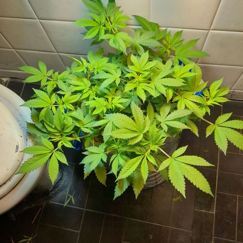kaya growlog photo: sai os pistilos nunca veyr