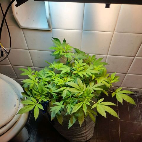 kaya growlog photo: sai os pistilos nunca veyr