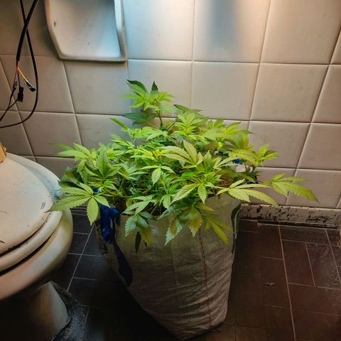 kaya growlog photo: sai os pistilos nunca veyr