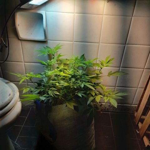 kaya growlog photo: pistilos!!!!