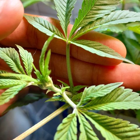 kaya growlog photo: pistilos!!!!