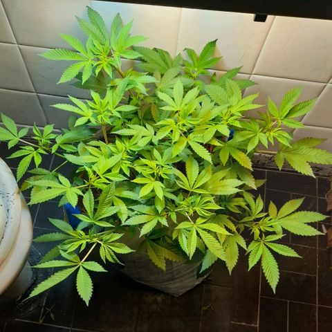 kaya growlog photo: pistilos!!!!